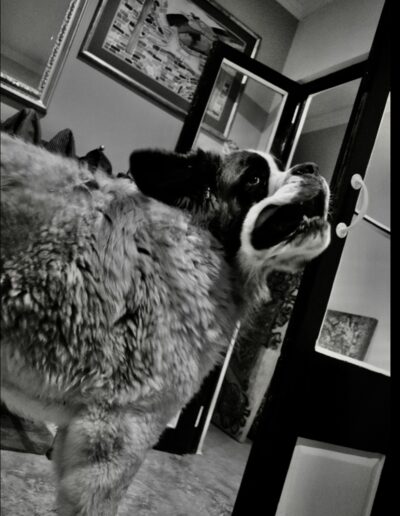 Black and white low-angle photograph of a fluffy dog looking up beside a glass-fronted cabinet at home