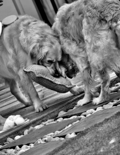 Black and white photograph of two golden retrievers playing with a knitted cushion on a wooden deck